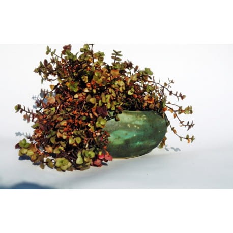 doniczka-zielona-kamien (1).jpg