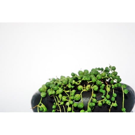 doniczka-czarny-kamien (2).jpg